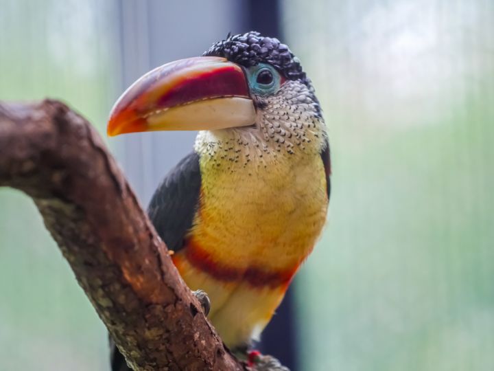Curl Crested Aracari
