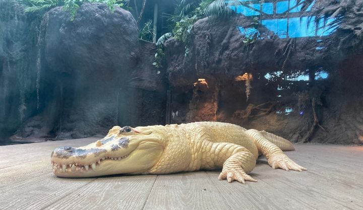 Down the Bayou at Audubon Aquarium
