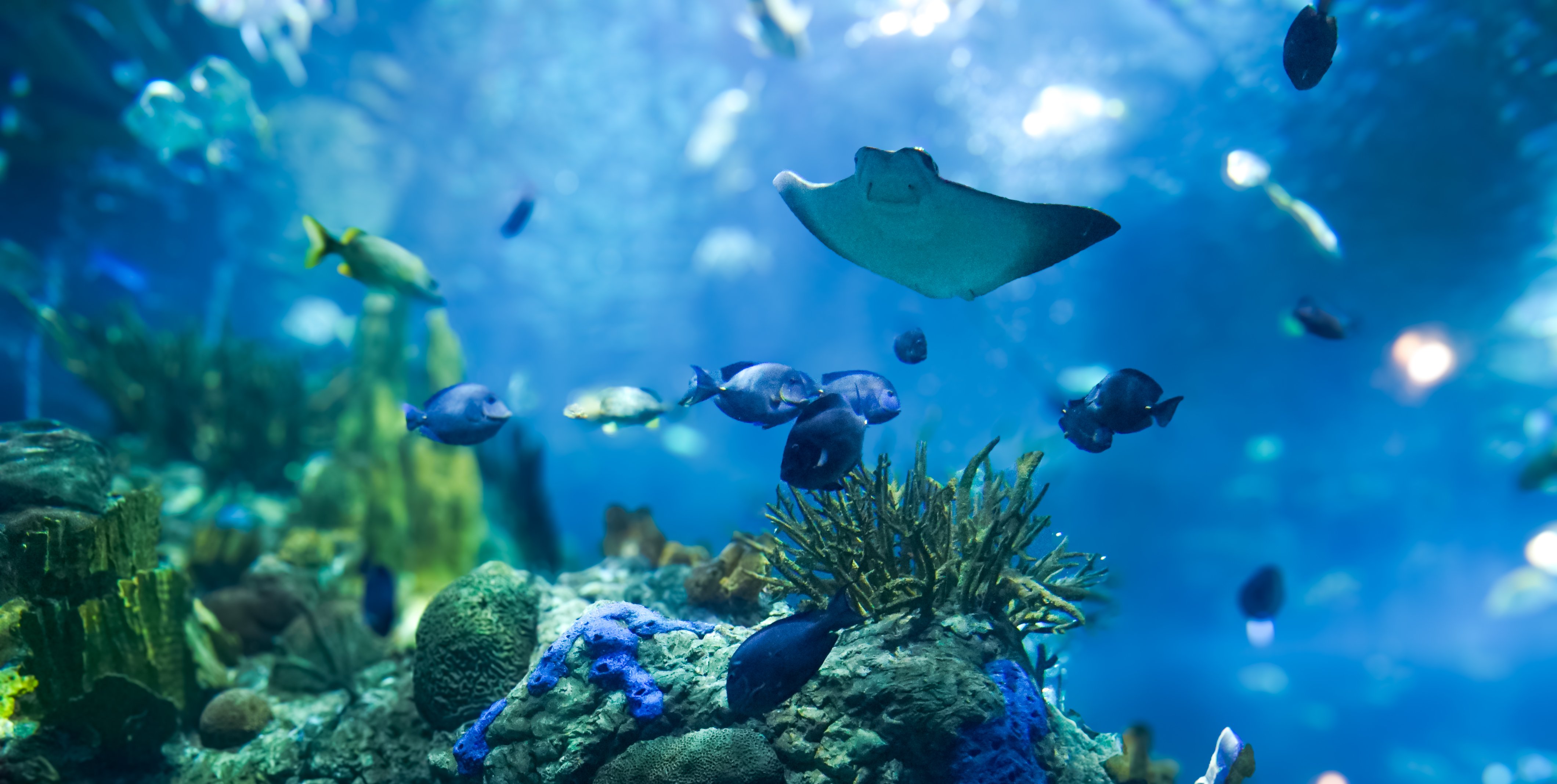 Animals at Audubon Aquarium