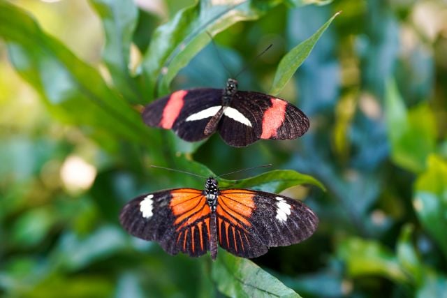 Butterflies at Audubon Insectarium