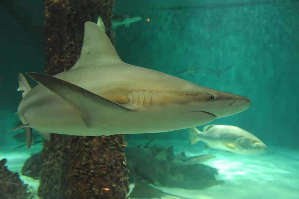 A shark swimming at Audubon Aquarium