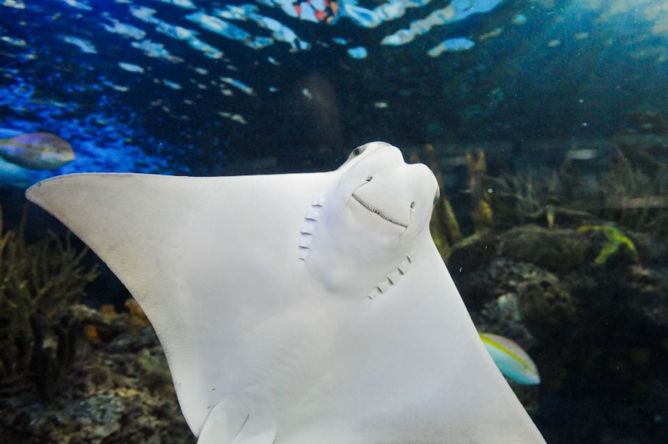 A Cownose Ray at Audubon Aquarium