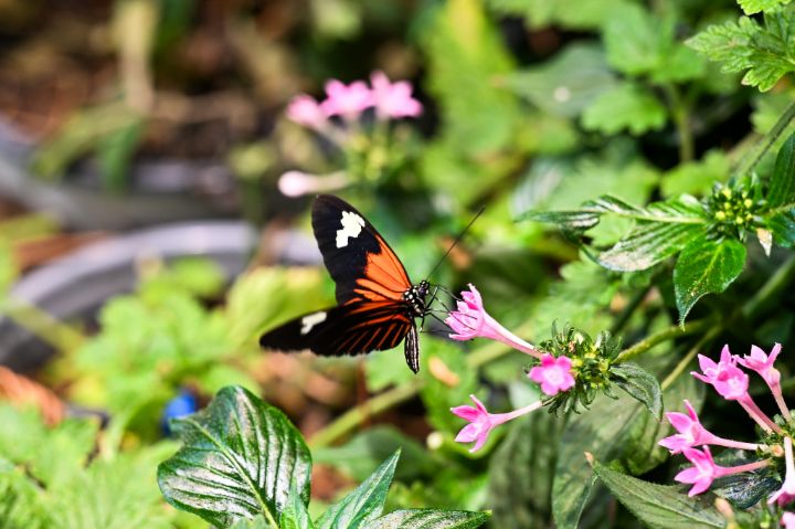 A butterfly at Audubon Insectarium