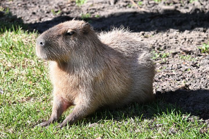 capybara
