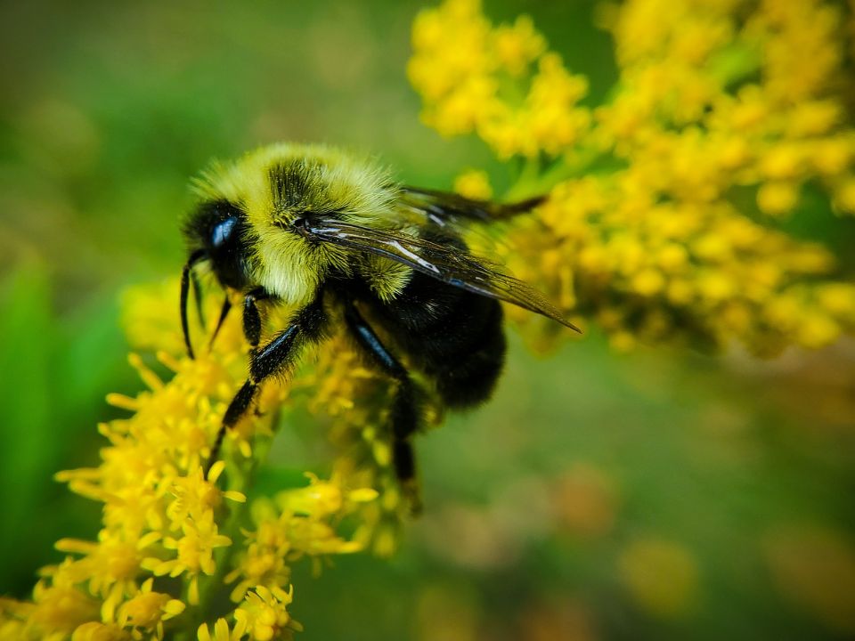 An Eastern Bumblebee at Audubon Insectarium