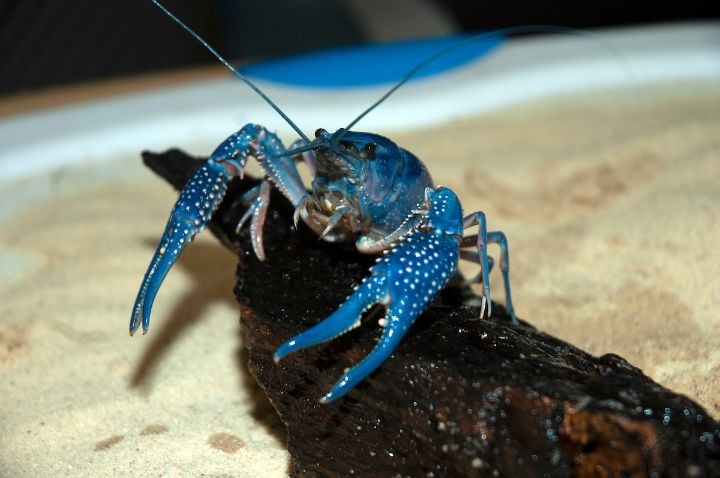 Curious Creatures Audubon Insectarium