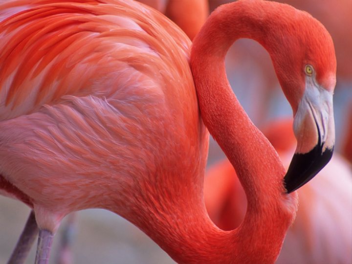 Caribbean Flamingo