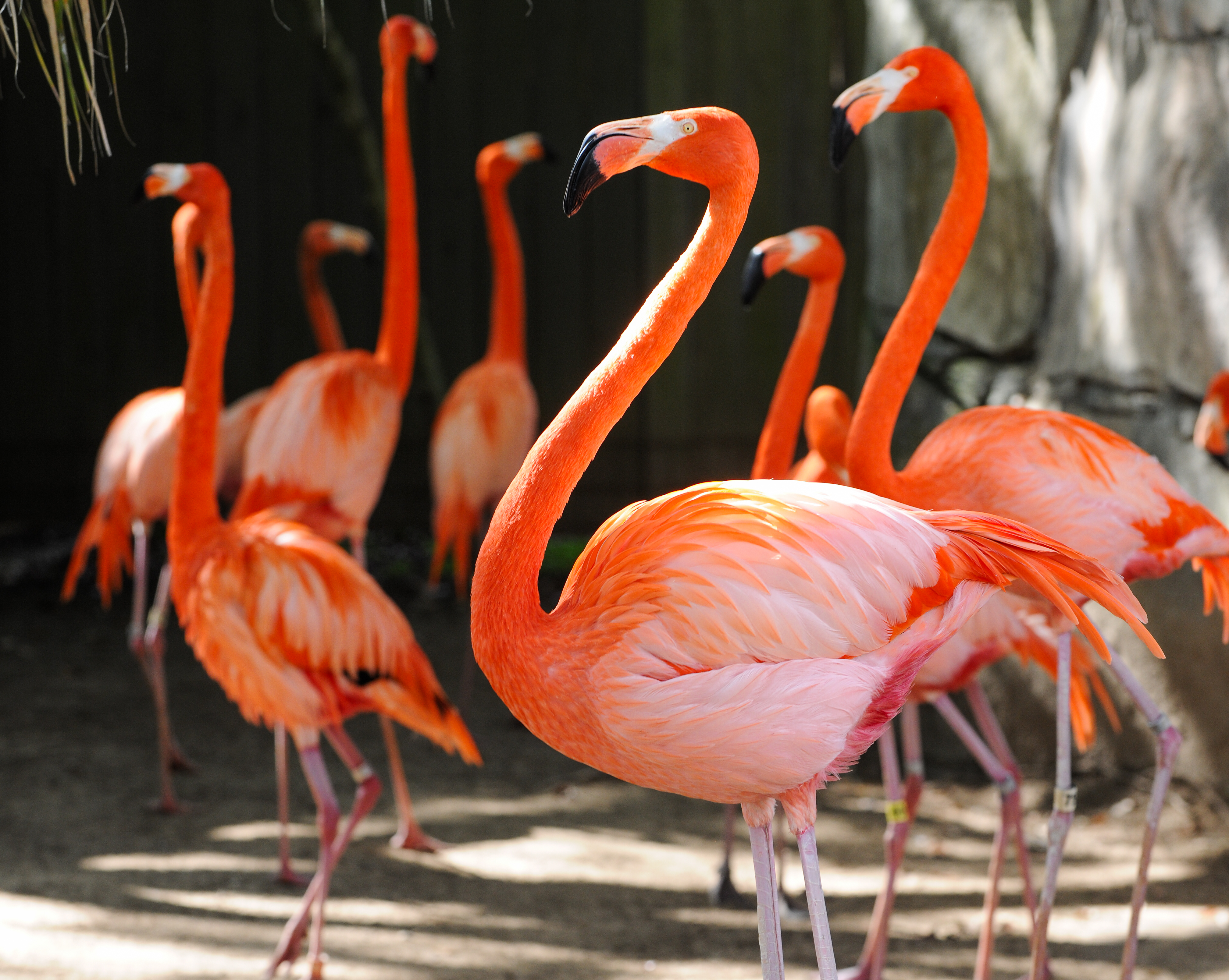 A group of pink flamingos at Audubon Zoo in New Orleans