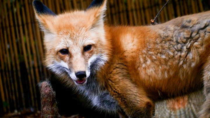 A Red Fox at Audubon Zoo