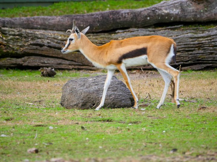 A Gazelle at Audubon Zoo