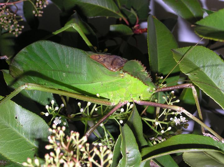 Giant Malaysian Katydid