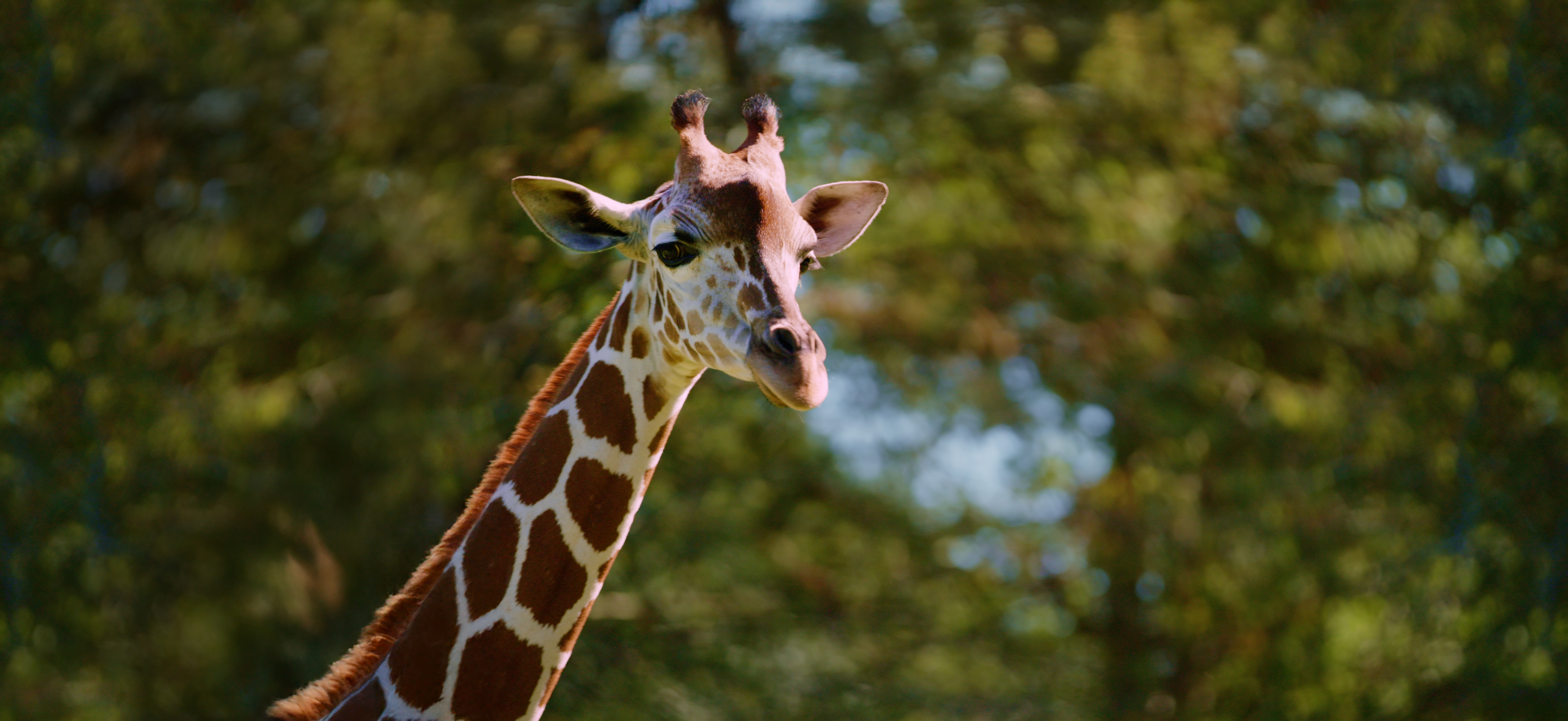 Tiger at Audubon Zoo