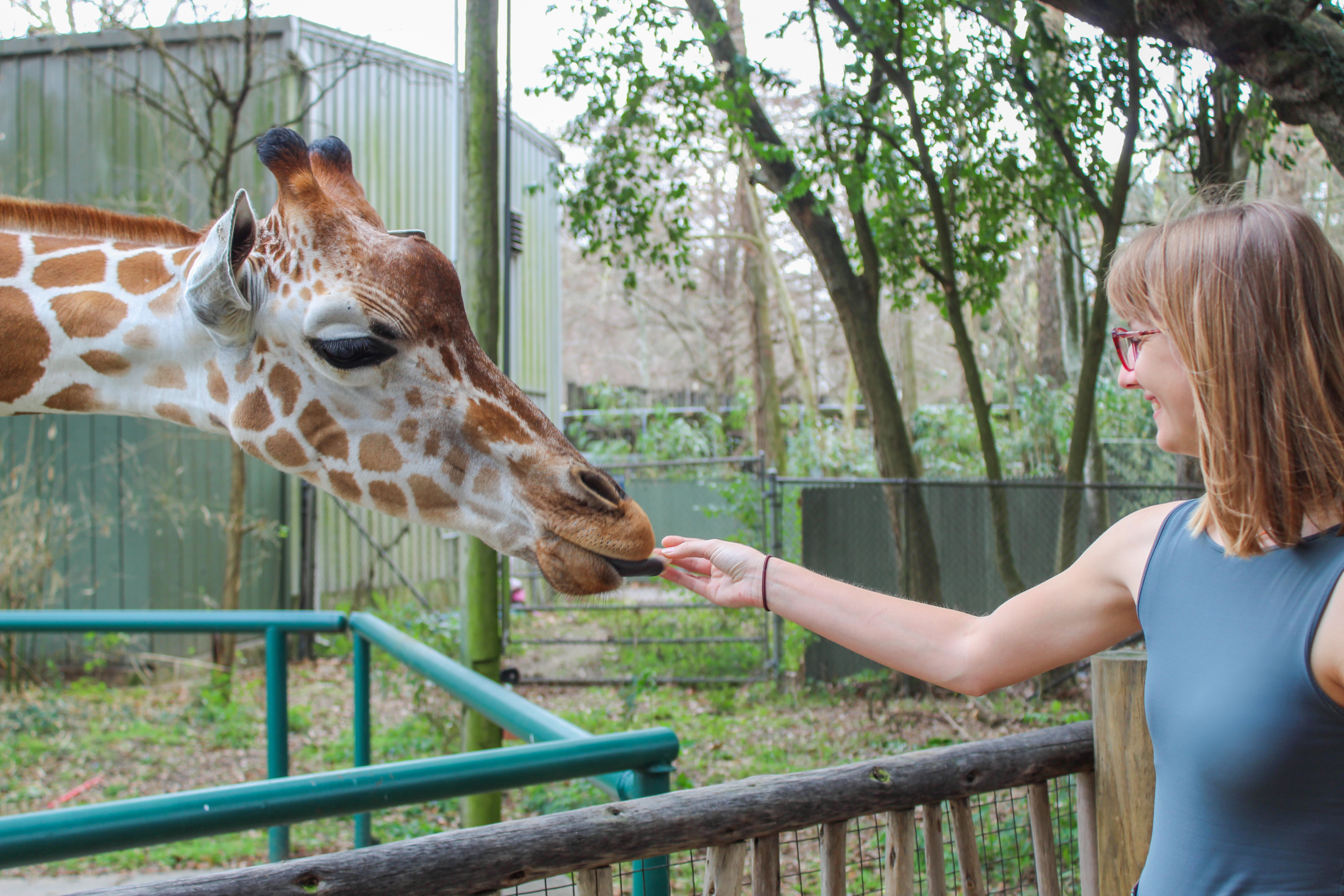 A guest feeding a giraffe at Audubon Zoo