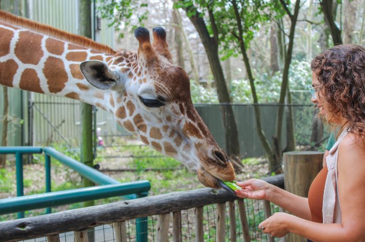 Guest feeding a giraffe lettuce at Audubon Zoo