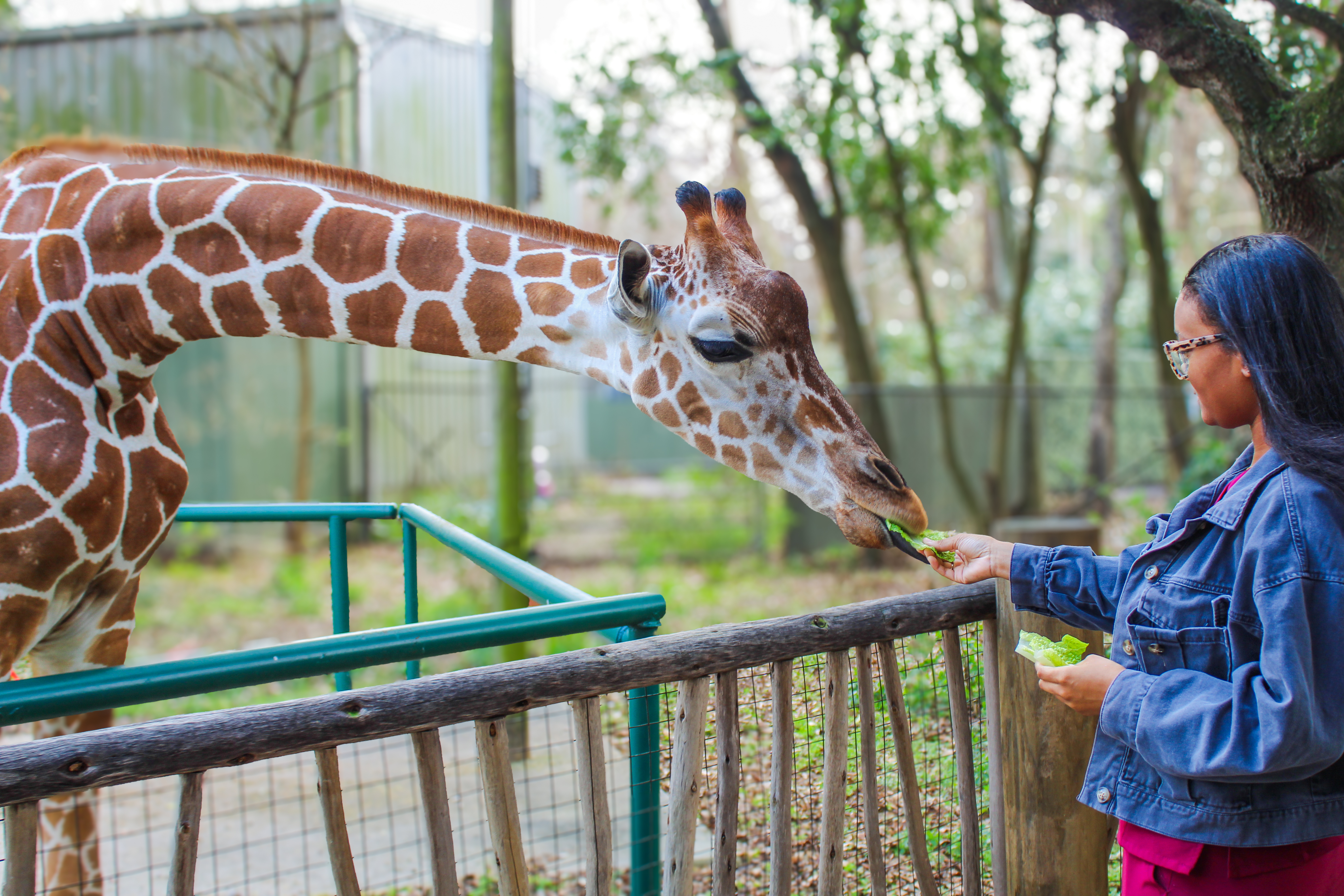 giraffe feeding