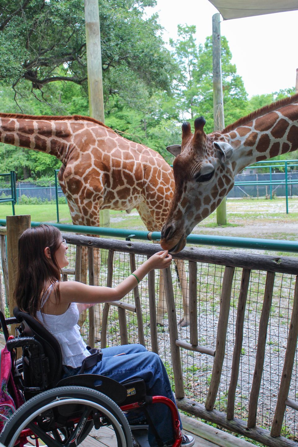 Guest in a wheelchair feeding a giraffe