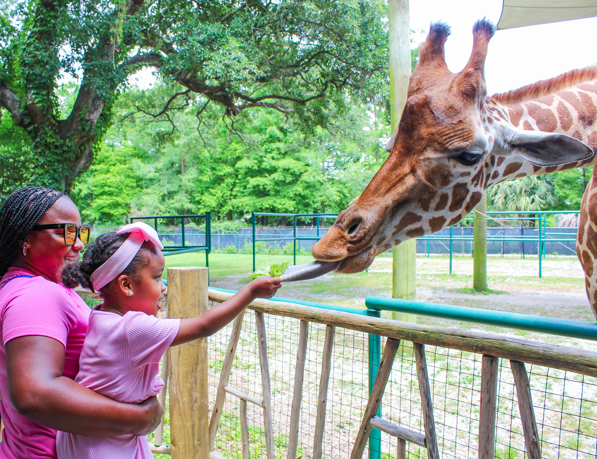 A child feeding a giraffe lettuce at Audubon Zoo