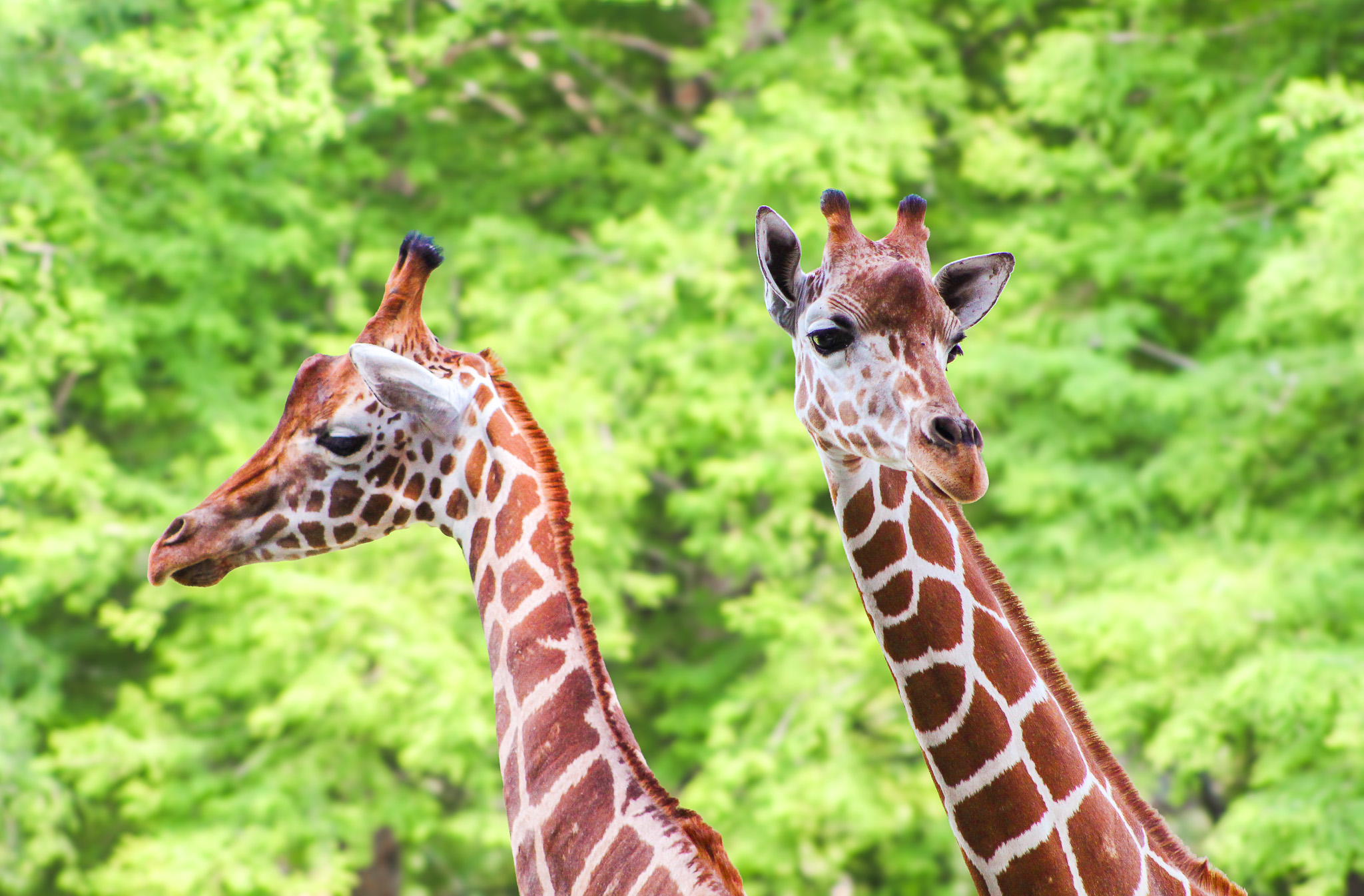 Two giraffe at Audubon Zoo in New Orleans