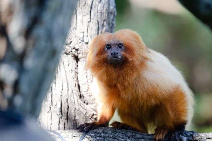 Golden Lion Tamarin