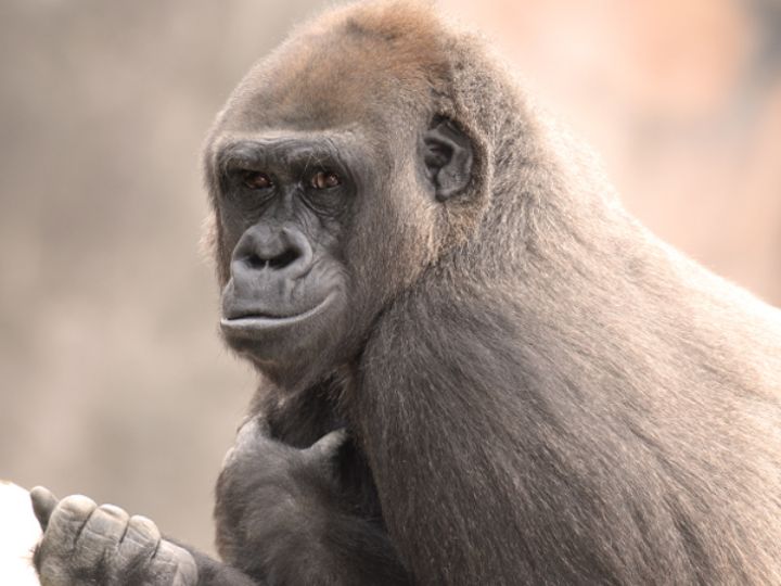 Western Lowland Gorilla