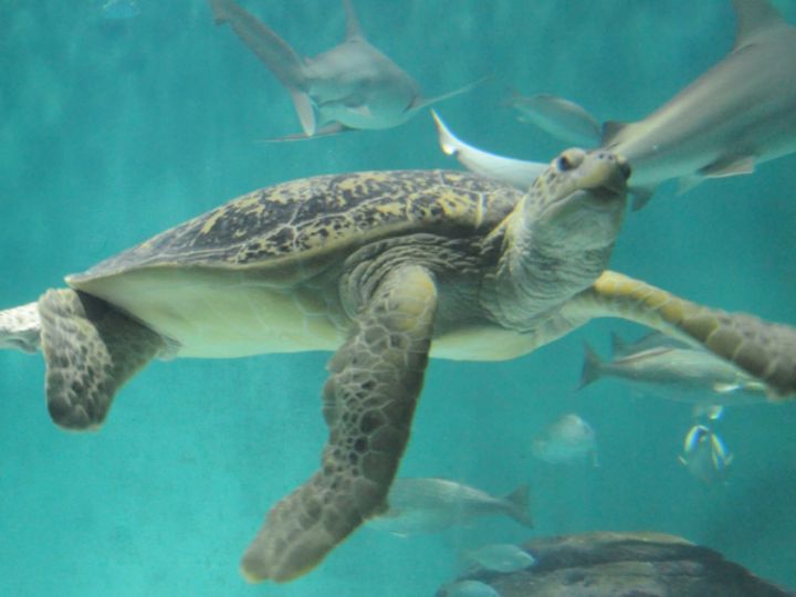 Green Sea Turtle
