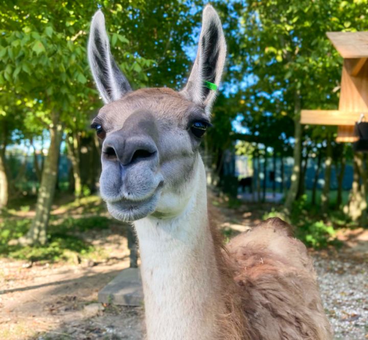 A Guanaco at Audubon Zoo