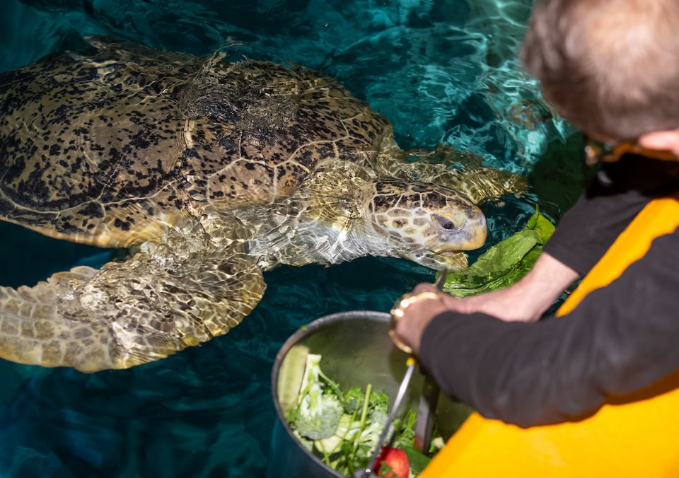 turtle feeding