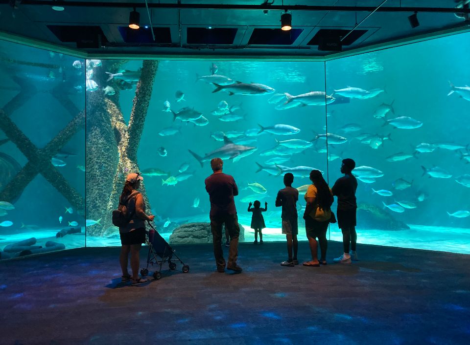 gulf of mexico exhibit