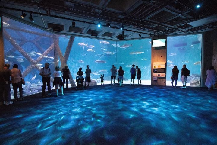 Gulf of America Exhibit at Audubon Aquarium