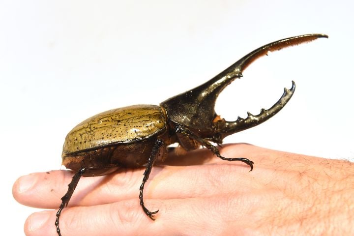 Hercules Beetle