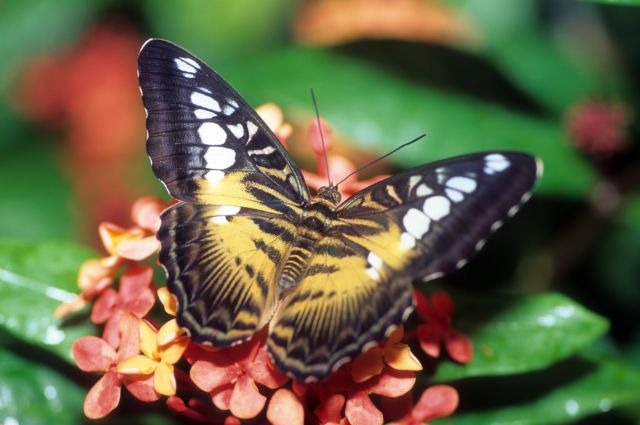 audubon butterflies insectarium