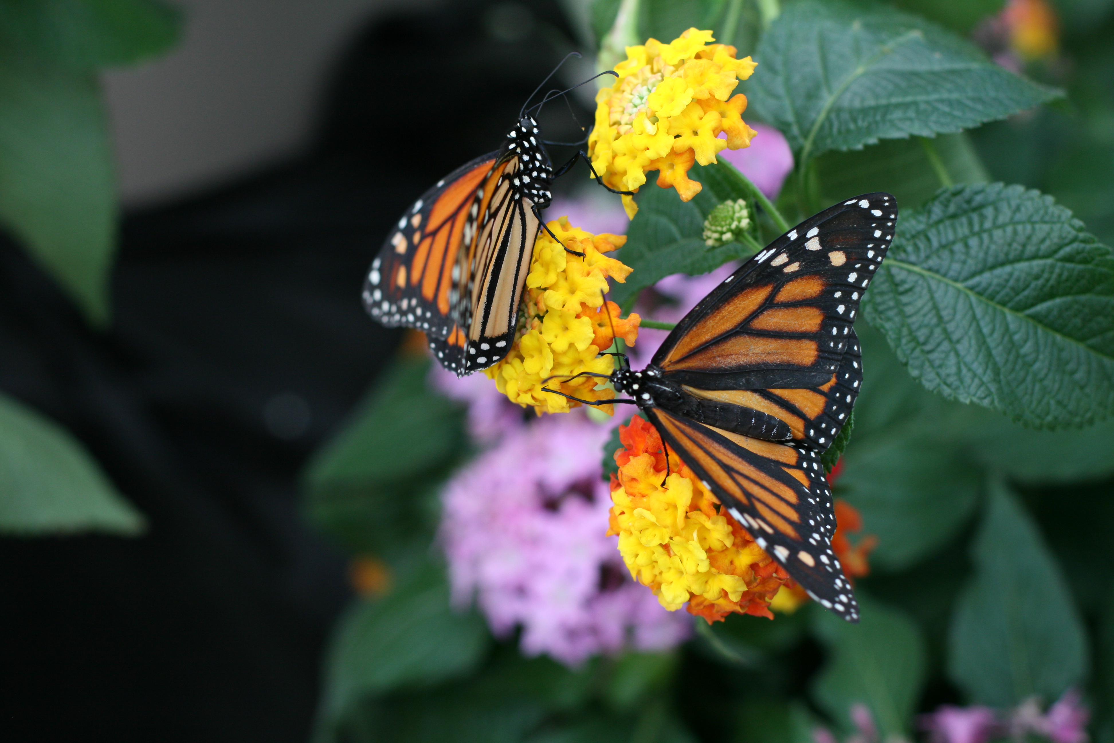 insectarium exhibits