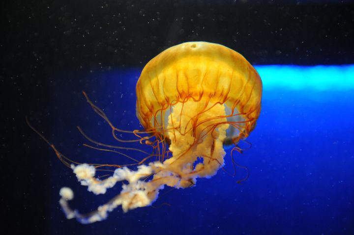 Sea Nettle