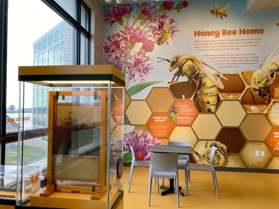 honey bee exhibit