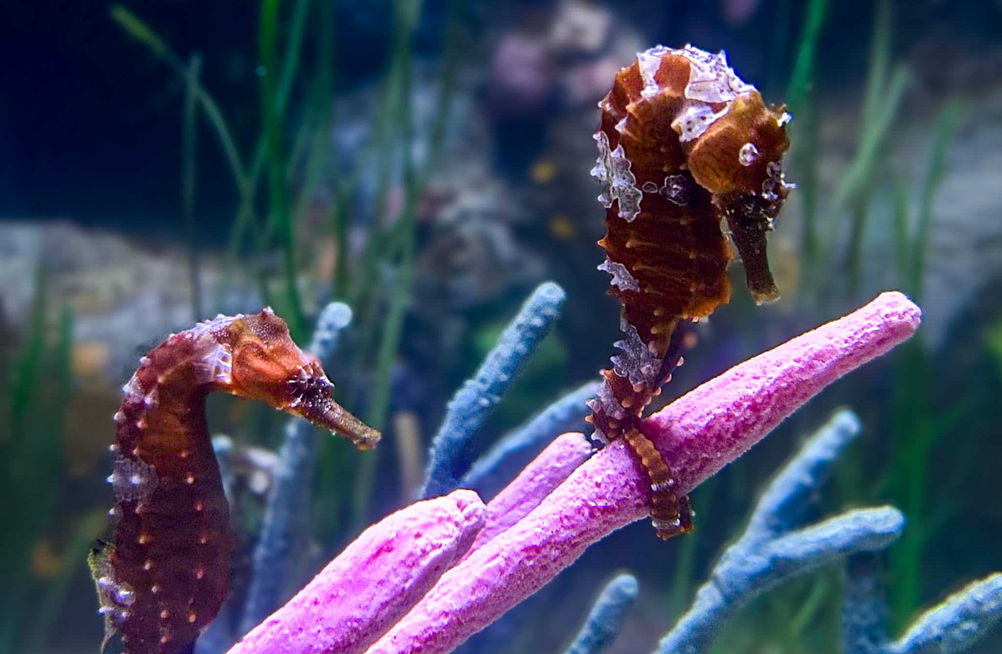 Potbellies seahorses at Audubon Aquarium