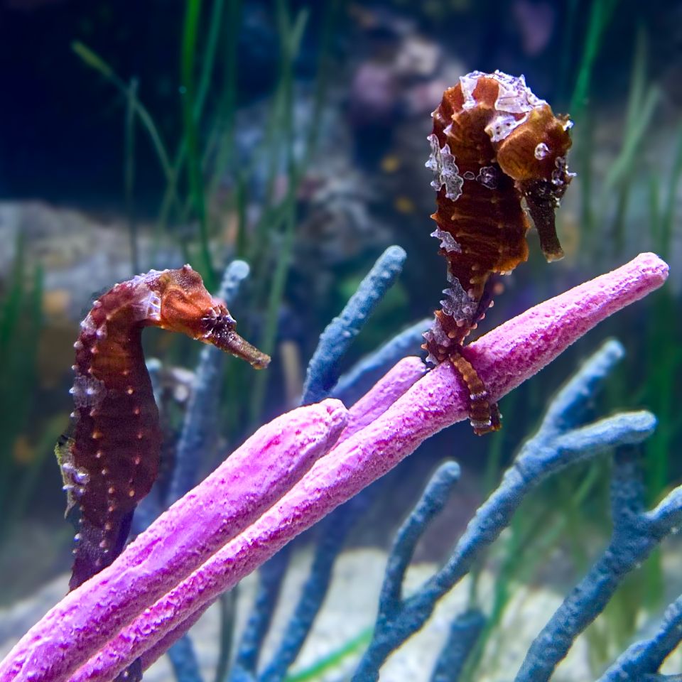 seahorses