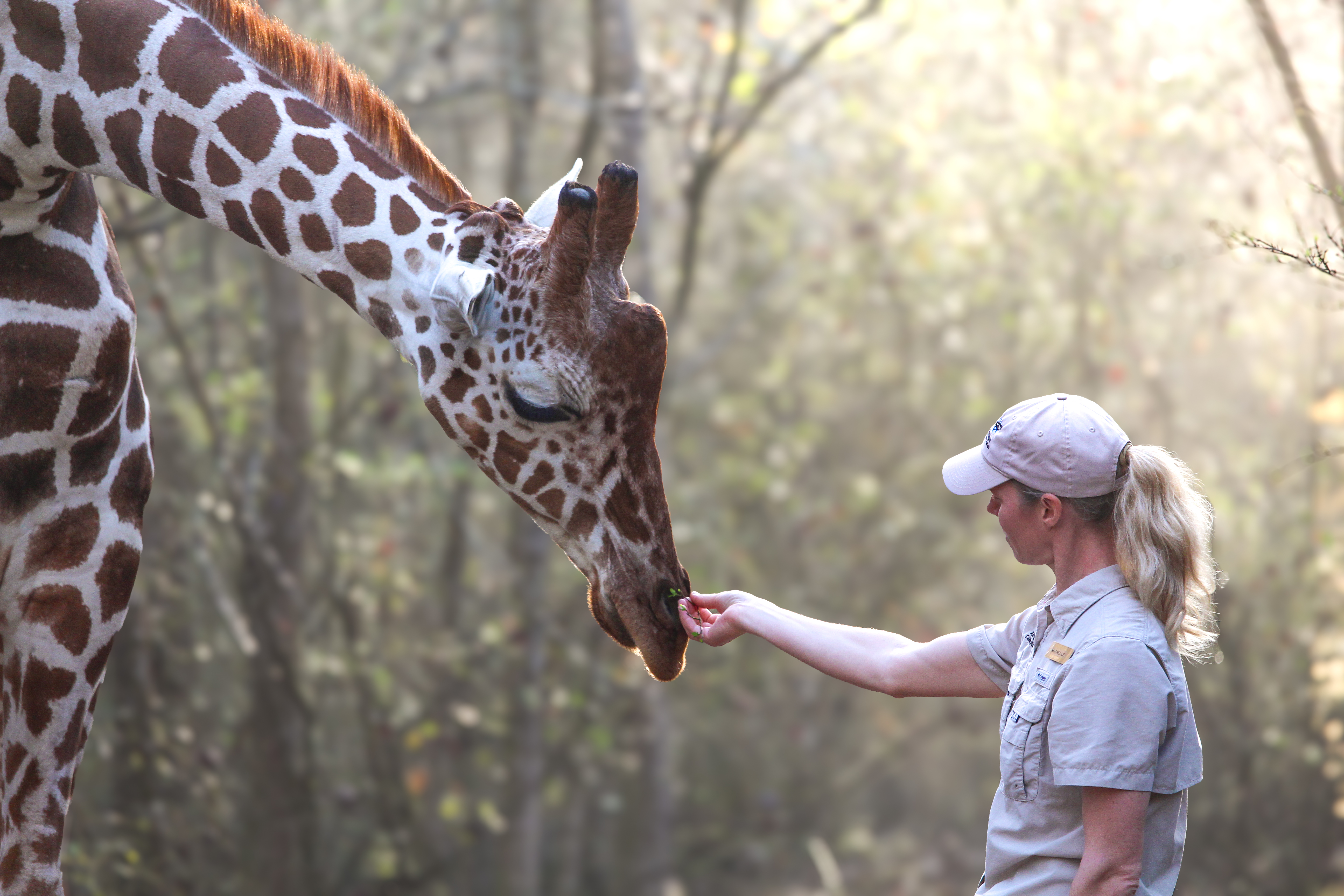 An Audubon Nature Institute staff member interacting with a giraffe