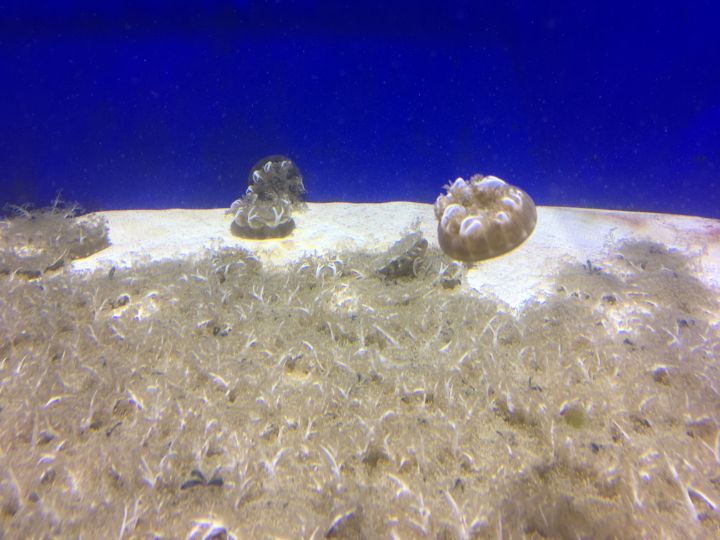 Upside-Down Jellyfish