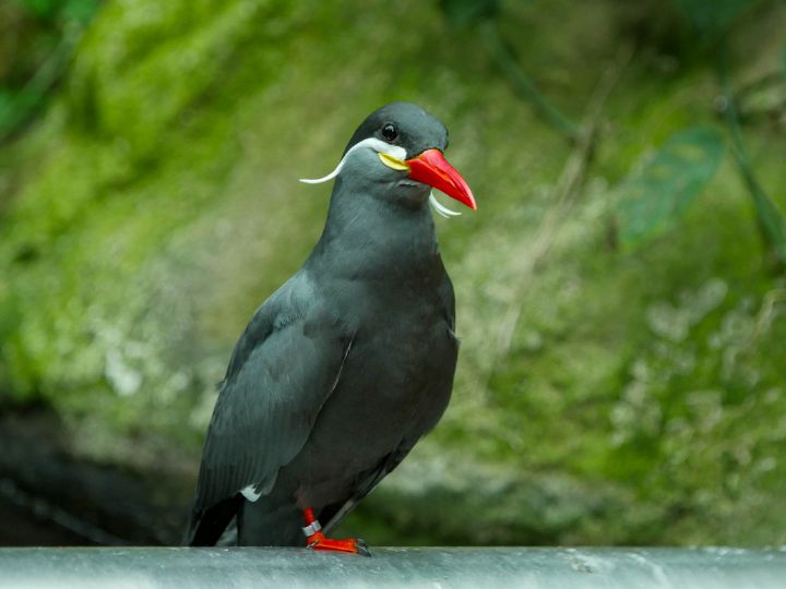 Inca Tern