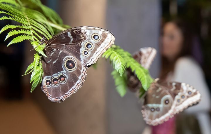 Butterfly Garden at Audubon Insectarium