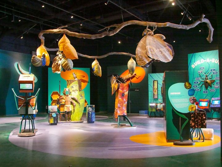 Interactive exhibits Audubon Insectarium