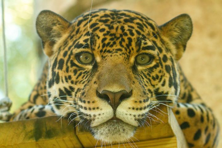 A jaguar resting at Audubon Zoo