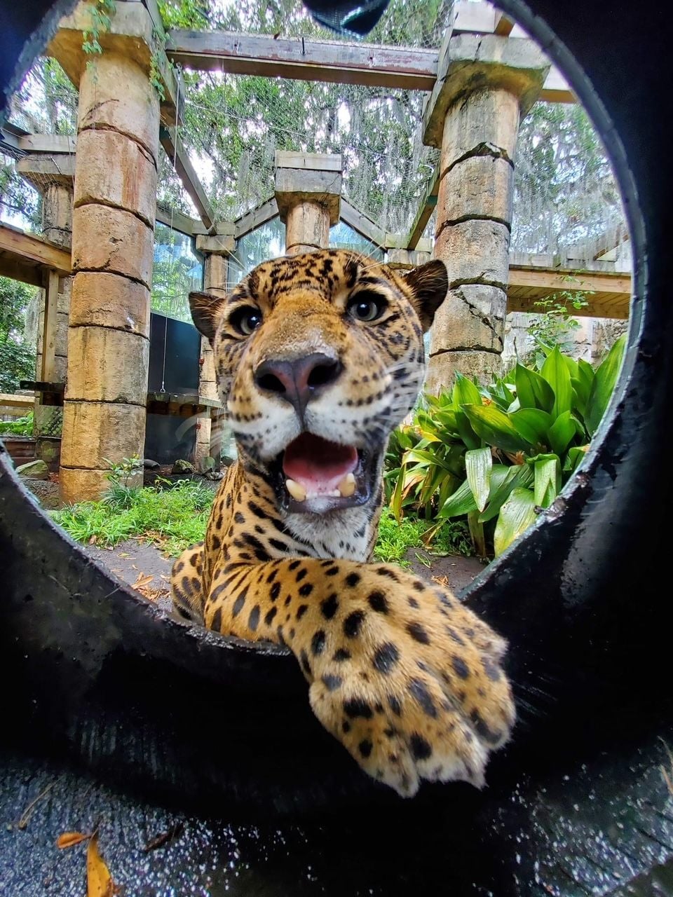 jaguar