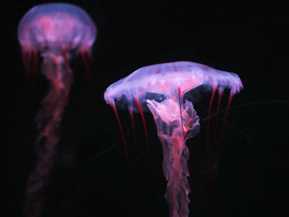 jellyfish