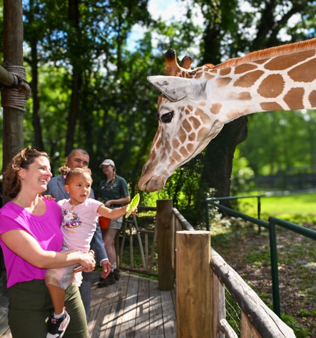 Giraffe feeding at Audubon Zoo