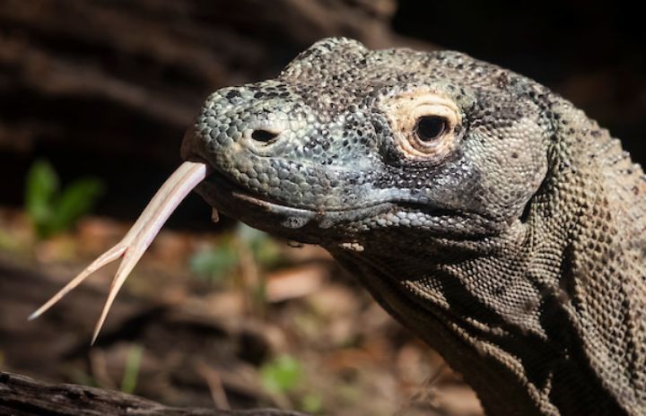 Komodo Dragon