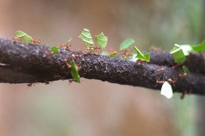 Leaf Cutter Ants at Audubon Insectarium
