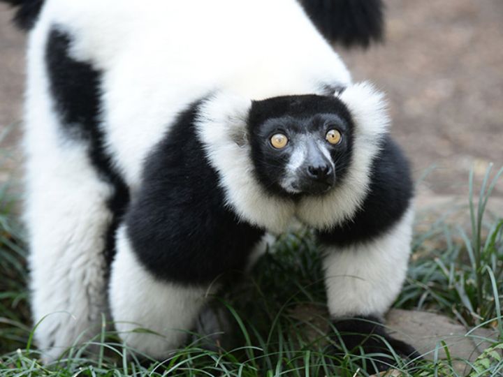 Black and White Ruffed Lemur