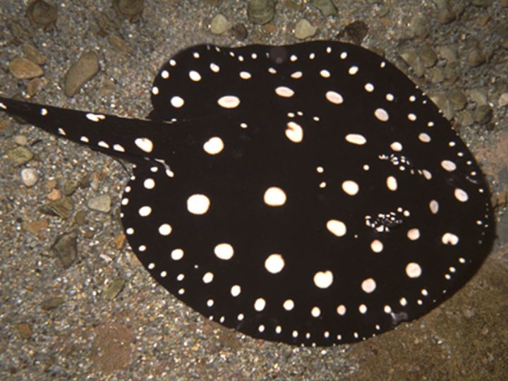 Leopoldi Stingray