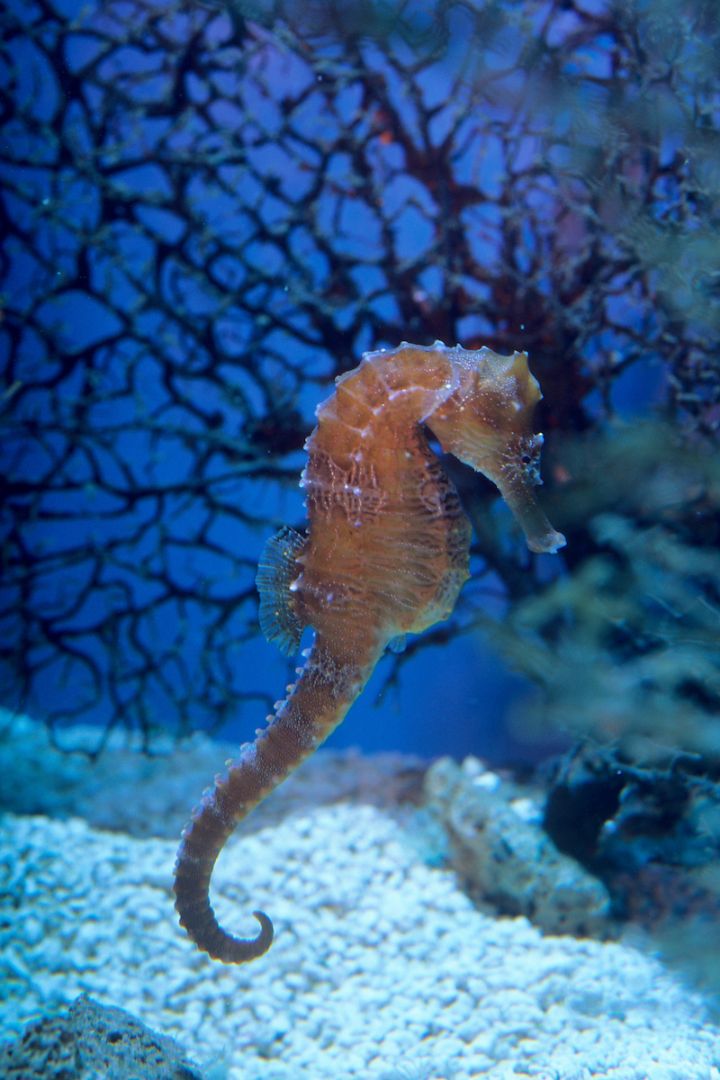 Lined Seahorse